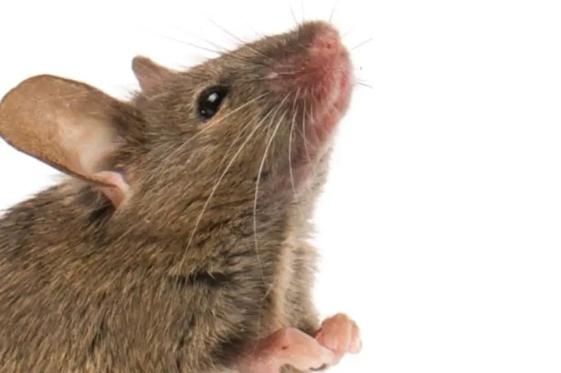 mouse removal services