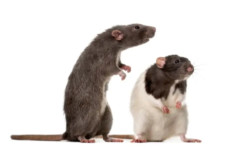 rats